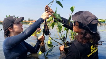 Mulya Asri Mangrove Project