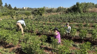 ORANGE GROVE ON CONFISCATED LAND 3