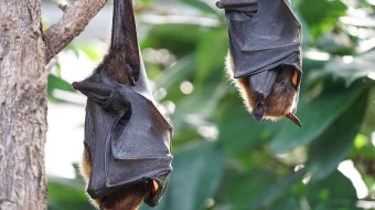 Wild bees, bats and wolves – preserve their habitats!