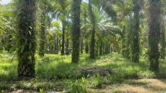 Agroecological farm in Parrita