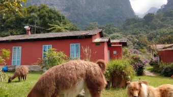 Volunteer in a Cloud Forest