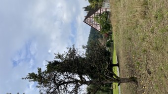 Fruit Trees & Camp Fire