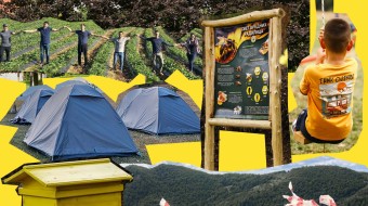 BeeActive Camp