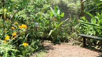 Butterfly garden in the heart of San José