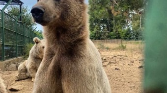 WILD ANIMAL PLANET - 1