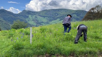 Black Forest Pastures – Neuenweg Kleines Wiesental